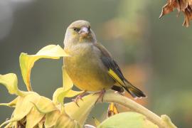 Dzwoniec - Chloris chloris - Greenfinch