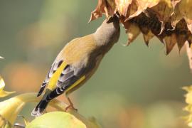 Dzwoniec - Chloris chloris - Greenfinch