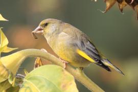 Dzwoniec - Chloris chloris - Greenfinch
