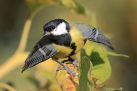 Bogatka - Parus major - Great Tit