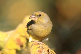 Dzwoniec - Chloris chloris - Greenfinch