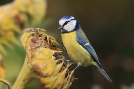 Modraszka - Cyanistes caeruleus - Blue Tit