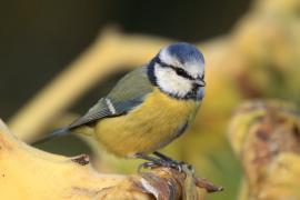 Modraszka - Cyanistes caeruleus - Blue Tit