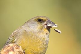 Dzwoniec - Chloris chloris - Greenfinch
