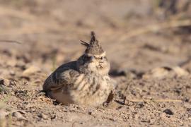 Dzierlatka - Galerida cristata - Crested Lark