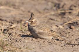 Dzierlatka - Galerida cristata - Crested Lark