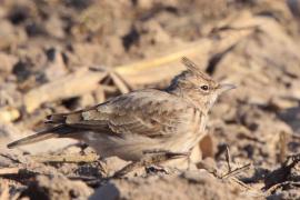 Dzierlatka - Galerida cristata - Crested Lark