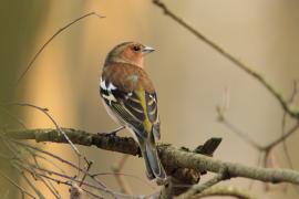 Zięba - Fringilla coelebs - Common Chaffinch