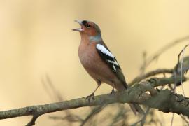Zięba - Fringilla coelebs - Common Chaffinch