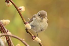 Pierwiosnek - Phylloscopus collybita - Common Chiffchaff