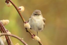 Pierwiosnek - Phylloscopus collybita - Common Chiffchaff