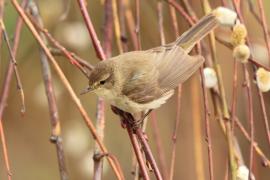 Pierwiosnek - Phylloscopus collybita - Common Chiffchaff