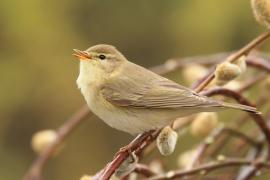 Piecuszek - Phylloscopus trochilus - Willow Warbler