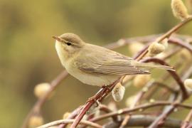 Piecuszek - Phylloscopus trochilus - Willow Warbler