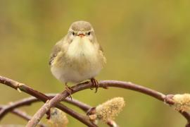 Piecuszek - Phylloscopus trochilus - Willow Warbler
