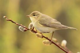 Piecuszek - Phylloscopus trochilus - Willow Warbler