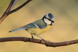 Modraszka - Cyanistes caeruleus - Blue Tit