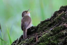 Trzcinniczek - Acrocephalus scirpaceus - Common Reed Warbler