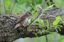 Trzcinniczek - Acrocephalus scirpaceus - Common Reed Warbler