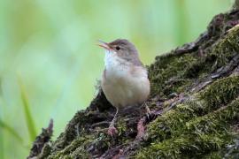 Trzcinniczek - Acrocephalus scirpaceus - Common Reed Warbler
