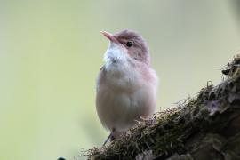 Trzcinniczek - Acrocephalus scirpaceus - Common Reed Warbler