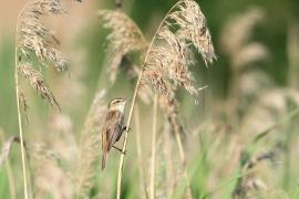 Rokitniczka - Acrocephalus schoenobaenus - Sedge Warbler