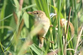 Trzcinniczek - Acrocephalus scirpaceus - Common Reed Warbler