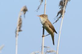 Trzcinniczek - Acrocephalus scirpaceus - Common Reed Warbler