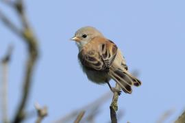 Remiz - Remiz pendulinus - Eurasian Penduline