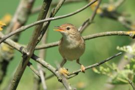 Trzcinniczek - Acrocephalus scirpaceus - Common Reed Warbler