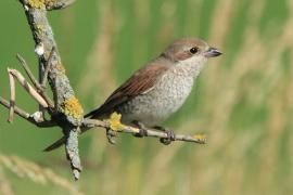 Dzierzba gąsiorek - Lanius collurio - Red-backed Shrike