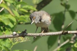 Jarzębatka - Sylvia nisoria - Barred Warbler