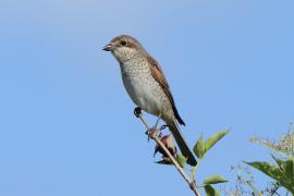 Dzierzba gąsiorek - Lanius collurio - Red-backed Shrike