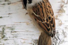 Mazurek - Passer montanus - Eurasian Tree Sparrowh