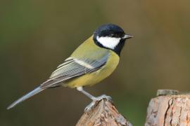 Bogatka - Parus major - Great Tit