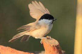 Sikora uboga - Poecile palustris - Marsh Tit