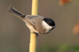 Sikora uboga - Poecile palustris - Marsh Tit