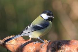 Bogatka - Parus major - Great Tit