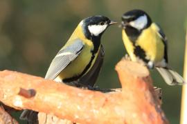 Bogatka - Parus major - Great Tit