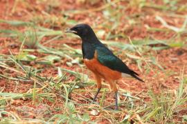Błyszczak rudobrzuchy - Lamprotornis superbus - Superb Starling