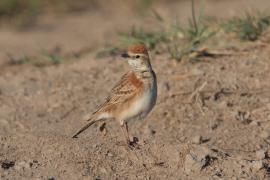 Skowrończyk rdzawołbisty - Calandrella cinerea - Red-capped Lark