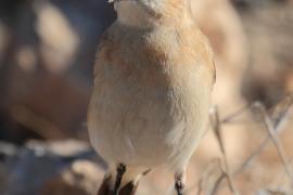 Pokląskwa - Saxicola rubetra - Whinchat