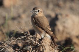Pokląskwa - Saxicola rubetra - Whinchat