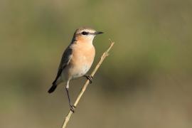Pokląskwa - Saxicola rubetra - Whinchat