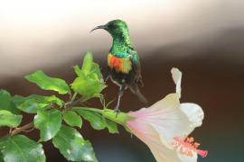 Nektarnik piękny - Cinnyris pulchellus - Beautiful Sunbird