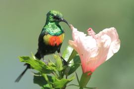 Nektarnik piękny - Cinnyris pulchellus - Beautiful Sunbird