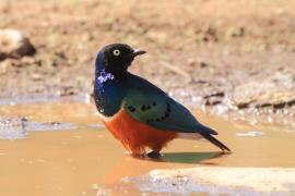 Błyszczak rudobrzuchy - Lamprotornis superbus - Superb Starling