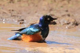 Błyszczak rudobrzuchy - Lamprotornis superbus - Superb Starling