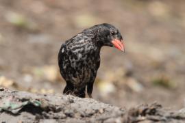 Bawolik czerwonodzioby - Bubalornis niger - Red-billed Buffalo Weaver