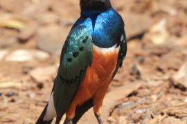 Błyszczak rudobrzuchy - Lamprotornis superbus - Superb Starling